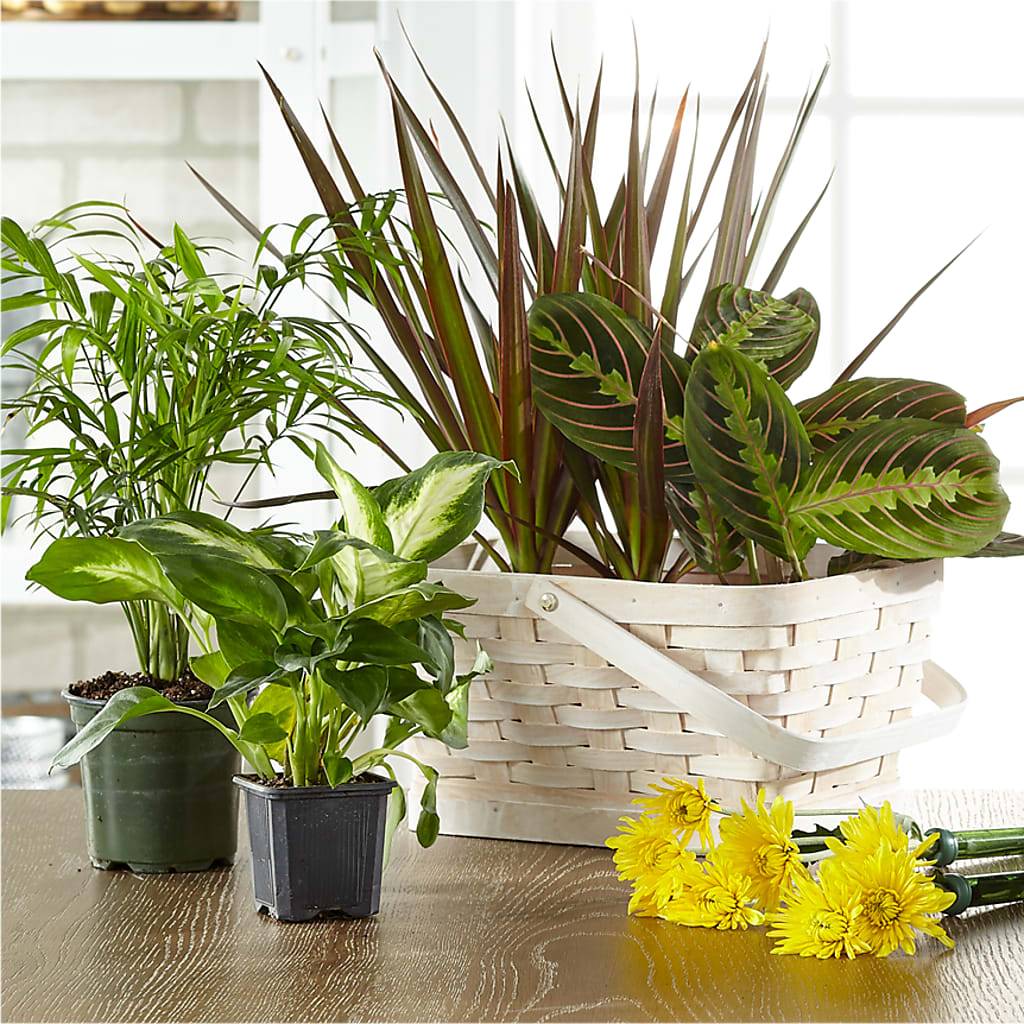 Florist Designed Blooming and Green Plants in a Basket – Alum Rock Florist, San Jose CA