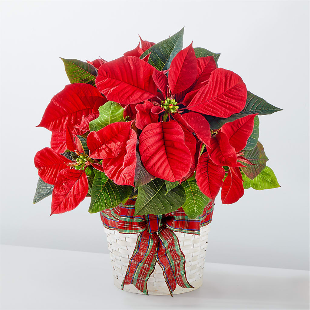 Happiest Holidays Poinsettia – Alum Rock Florist, San Jose CA