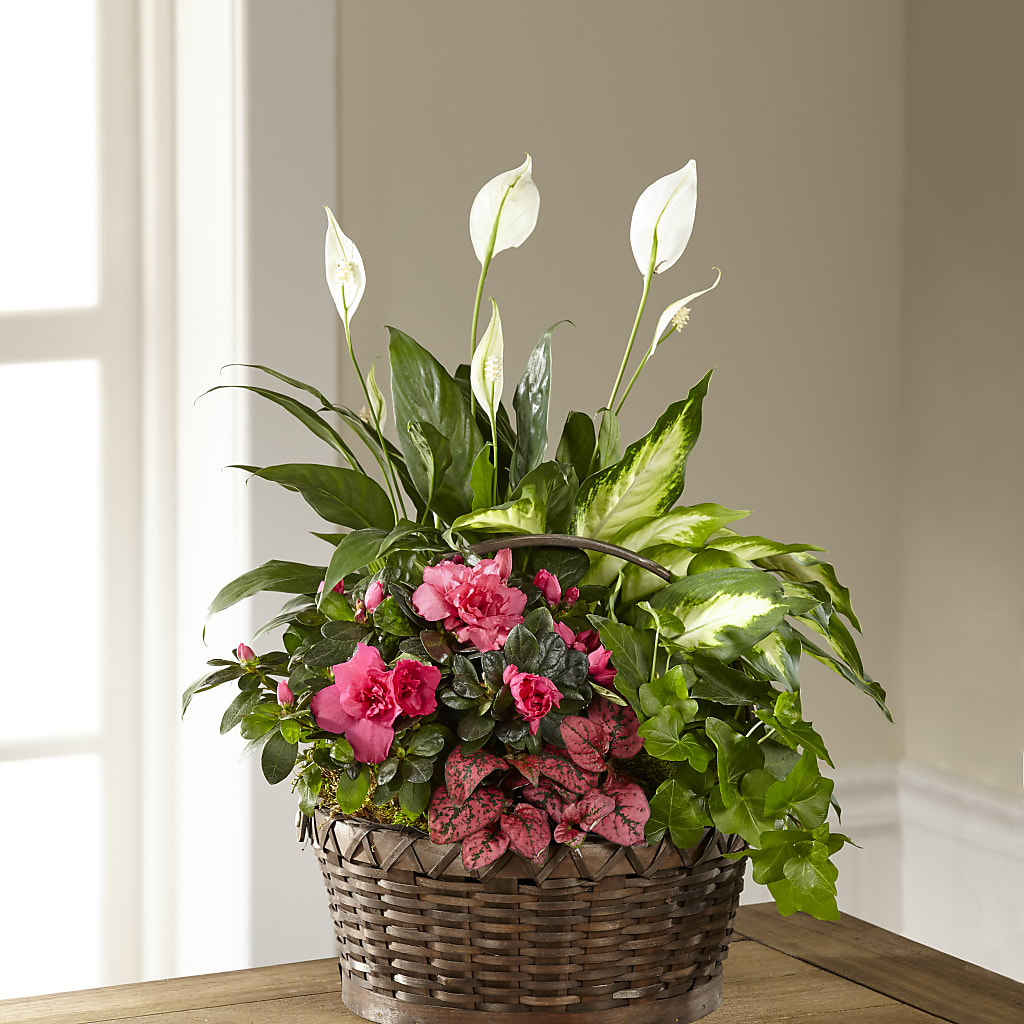 Dream in Pink Dishgarden – Alum Rock Florist, San Jose CA