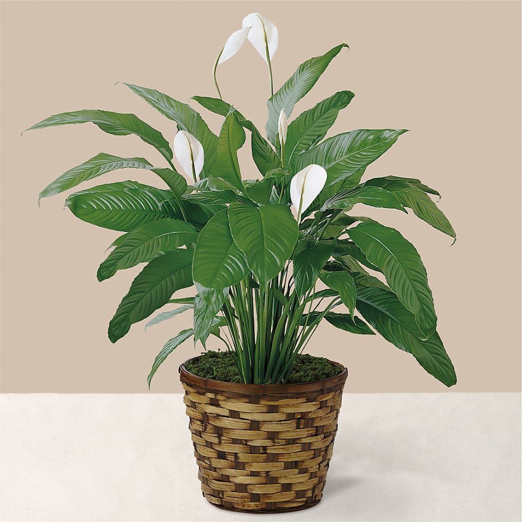Tranquil Moments Peace Lily Plant – Alum Rock Florist, San Jose CA