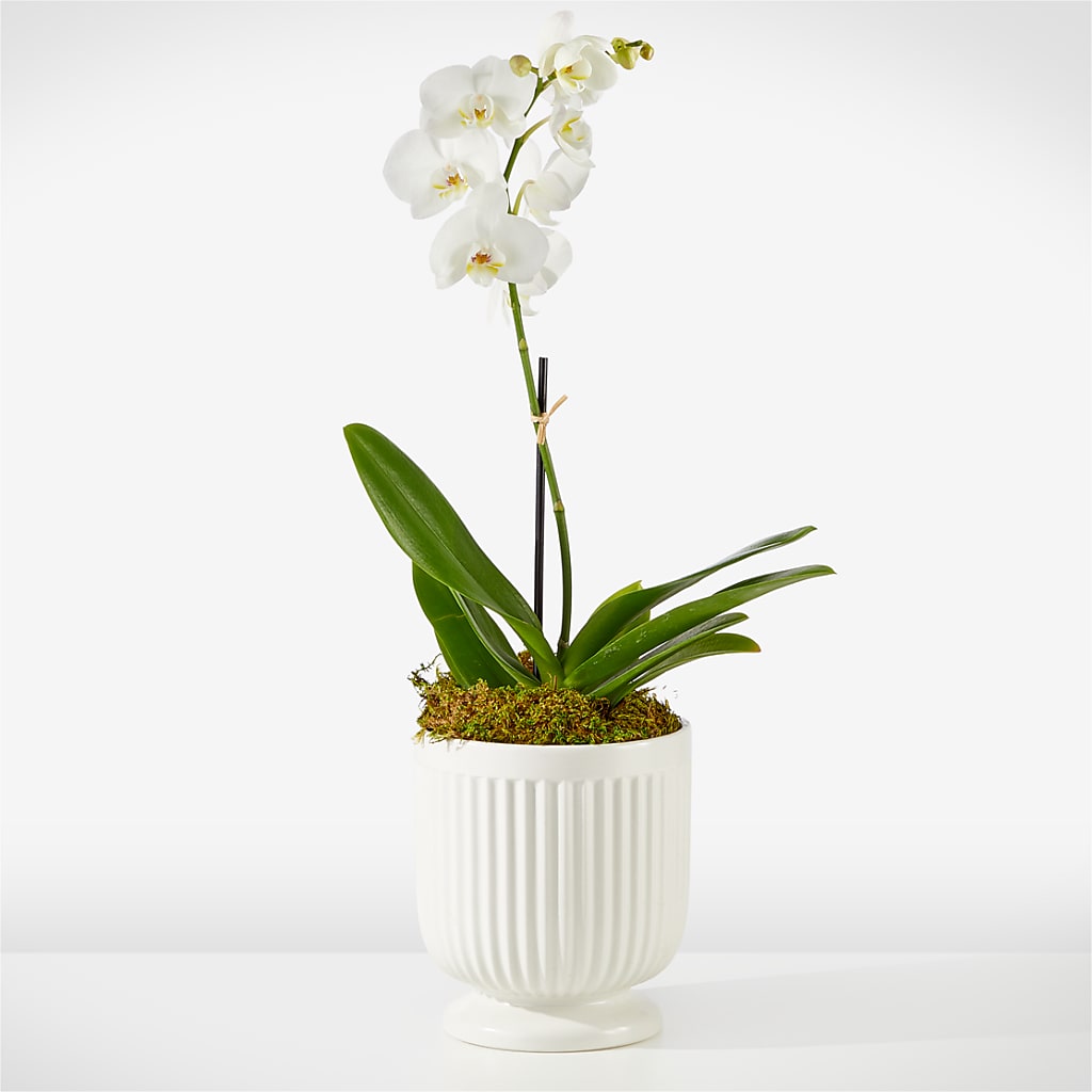 Whispering White Orchid – Alum Rock Florist, San Jose CA