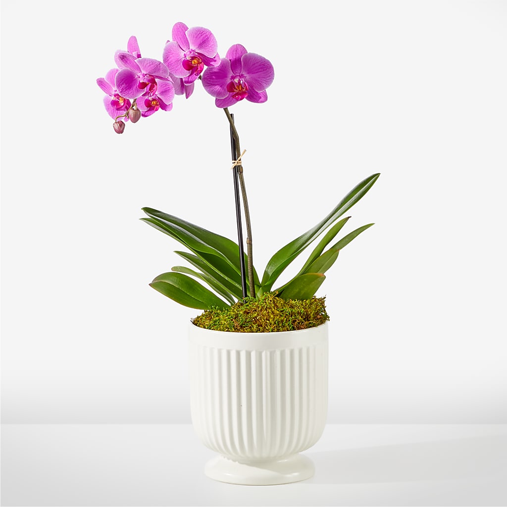 Friendly Fuchsia Orchid – Alum Rock Florist, San Jose CA