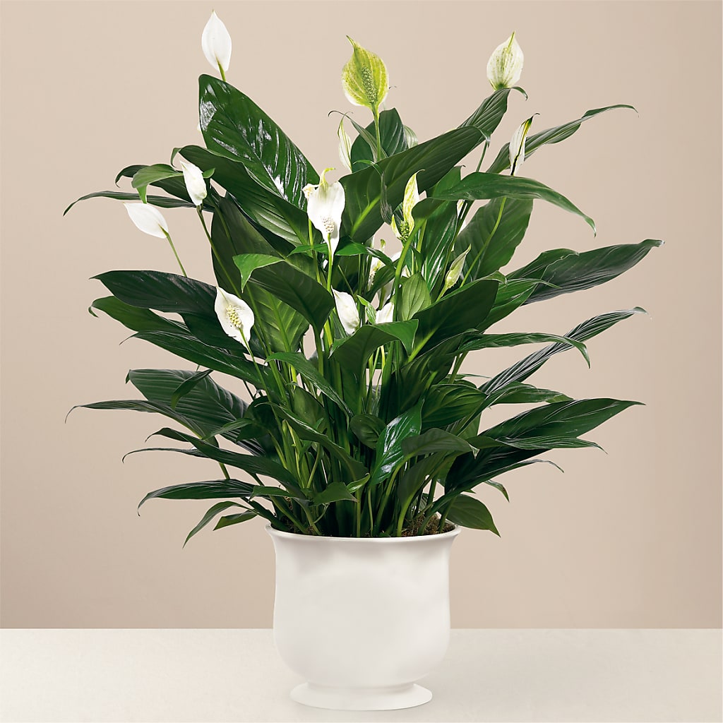 Comfort Planter – Alum Rock Florist, San Jose CA