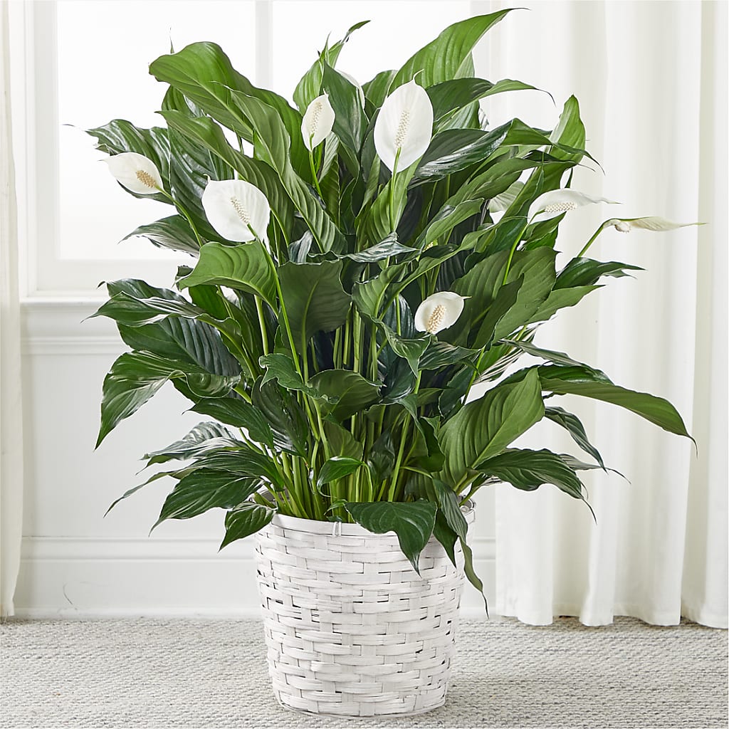 A New Leaf Peace Lily – Alum Rock Florist, San Jose CA