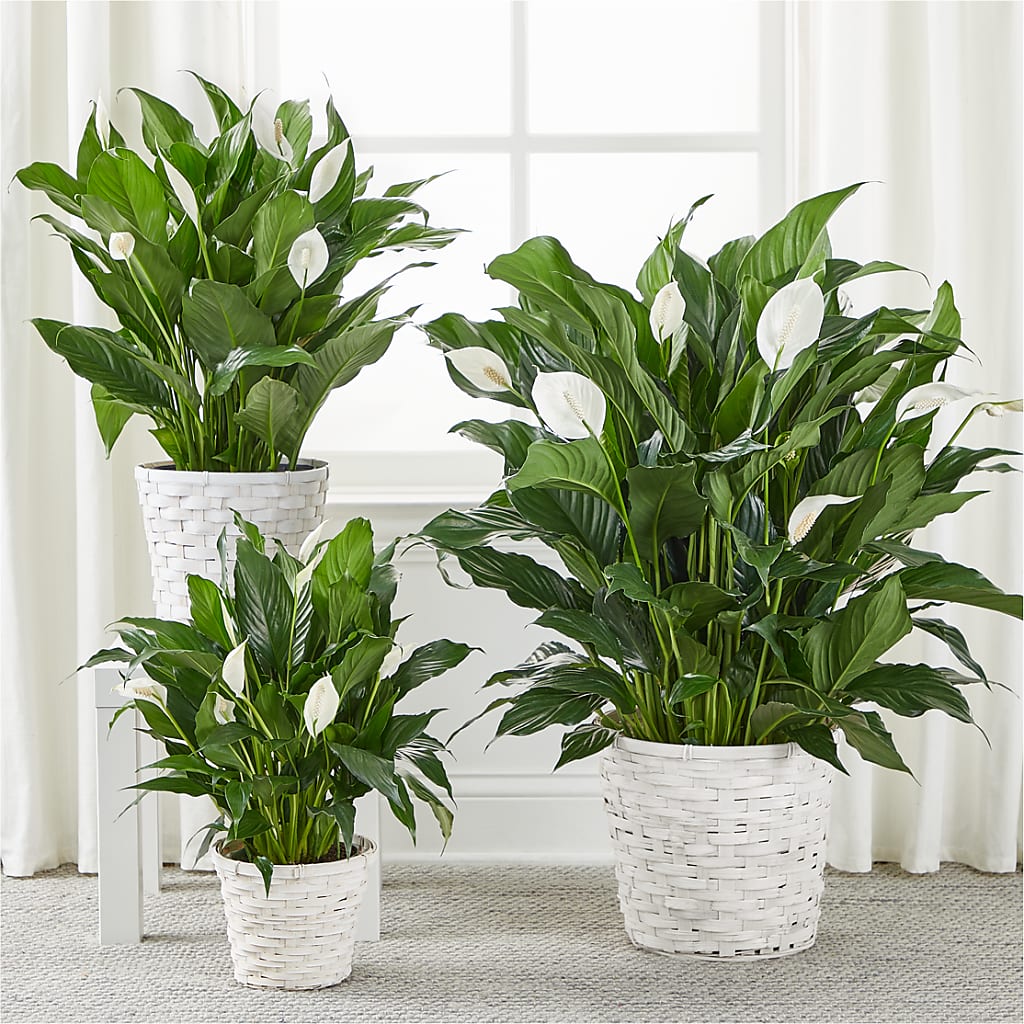 A New Leaf Peace Lily – Alum Rock Florist, San Jose CA