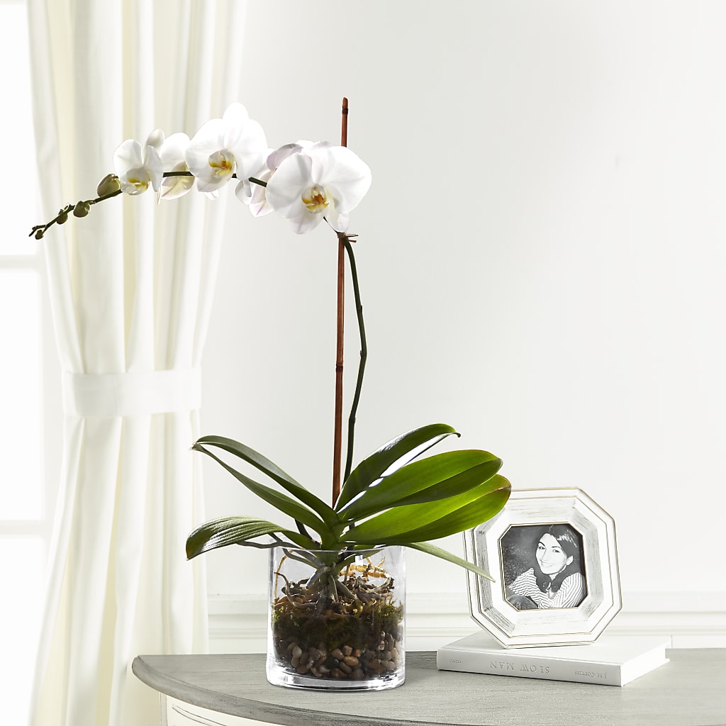White Orchid Planter – Alum Rock Florist, San Jose CA