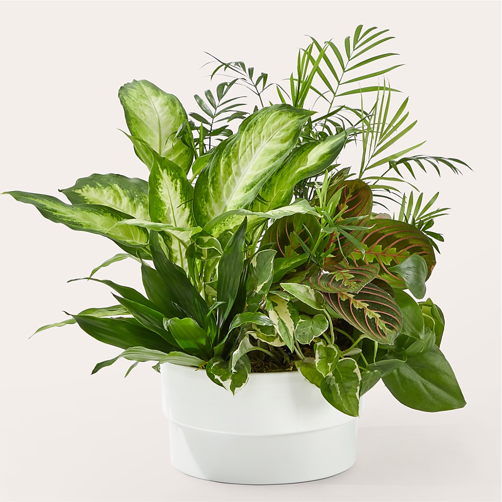 Radiating Positivity Dishgarden – Alum Rock Florist, San Jose CA