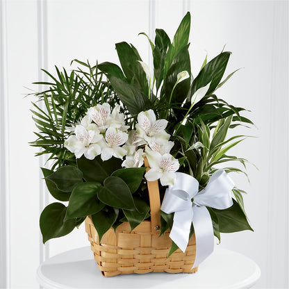 Peace & Serenity Dishgarden –  Alum Rock Florist, San Jose CA