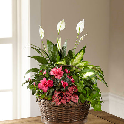 Dream in Pink Dishgarden –  Alum Rock Florist, San Jose CA