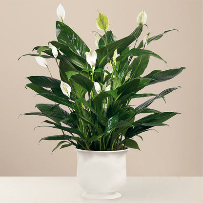 Comfort Planter –  Alum Rock Florist, San Jose CA