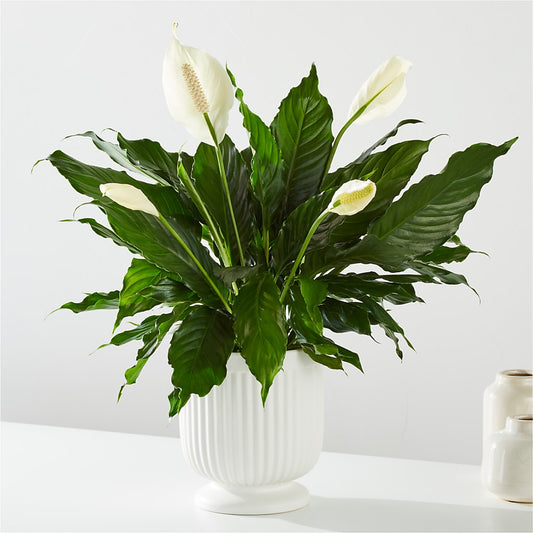 Comfort Planter –  Alum Rock Florist, San Jose CA
