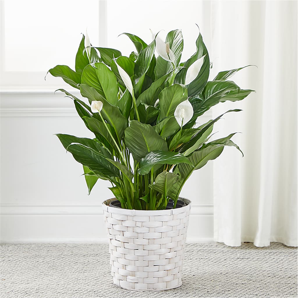 A New Leaf Peace Lily –  Alum Rock Florist, San Jose CA