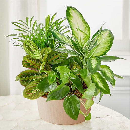 Balance & Harmony Dishgarden –  Alum Rock Florist, San Jose CA