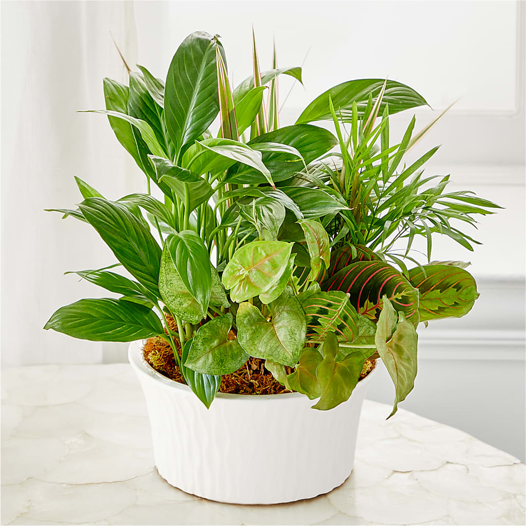 Balance & Harmony Dishgarden –  Alum Rock Florist, San Jose CA