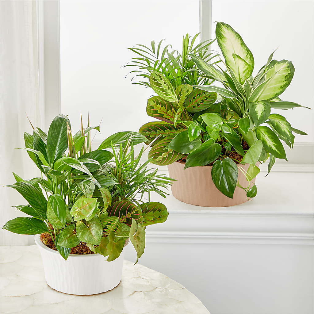 Balance & Harmony Dishgarden –  Alum Rock Florist, San Jose CA