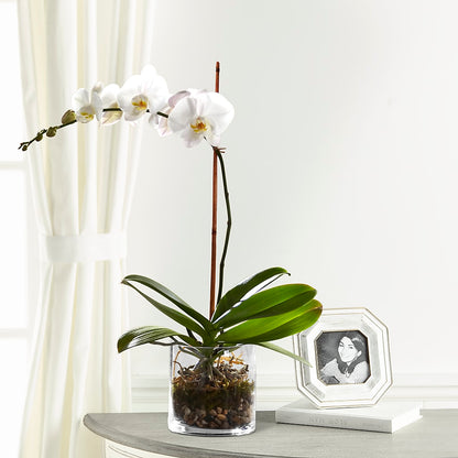 White Orchid Planter –  Alum Rock Florist, San Jose CA