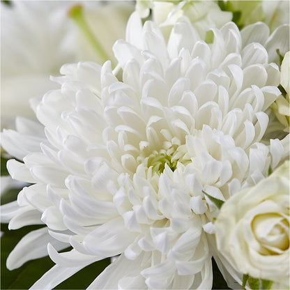 Classic Ivory – A Florist Original –  Alum Rock Florist, San Jose CA