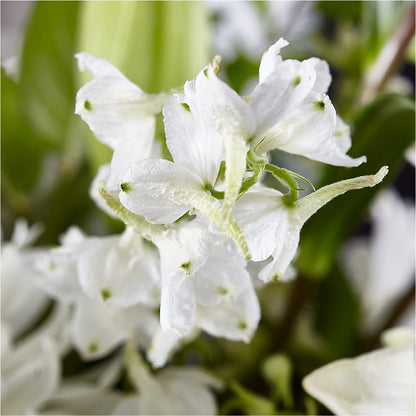 Classic Ivory – A Florist Original –  Alum Rock Florist, San Jose CA