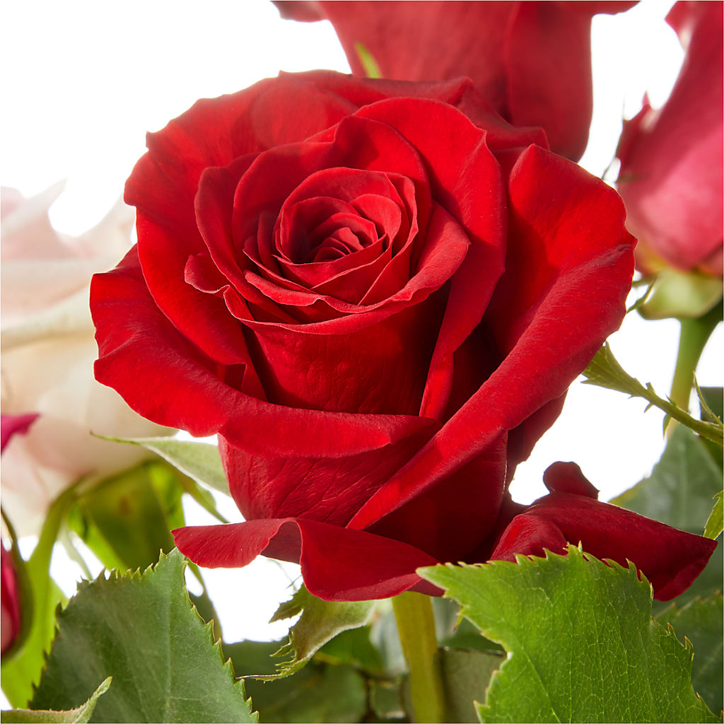 Love Notes Rose Bouquet –  Alum Rock Florist, San Jose CA